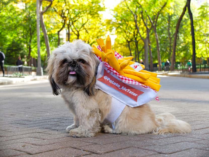 Would you like fries with that? Potato the Shih Tzu came hungry.