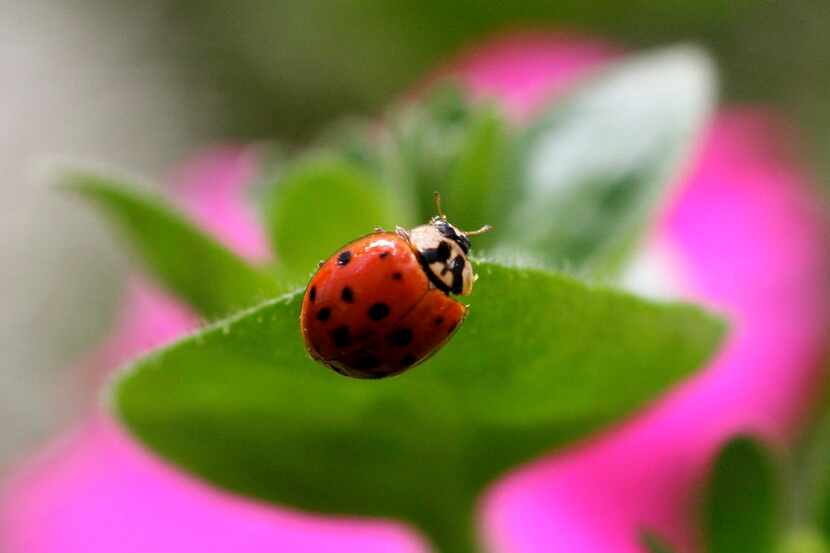 
How can you protect beneficial ladybugs while fighting off plant invaders?


