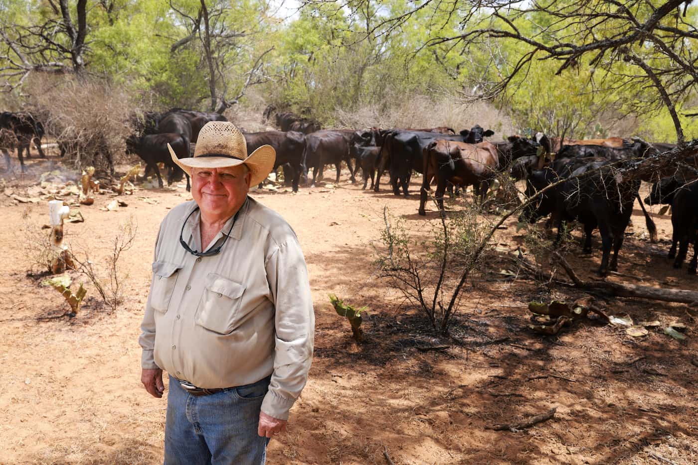 Pete Pawelek stands near his cattle as they eat prickly pears, Tuesday,  August 9, 2022, in...