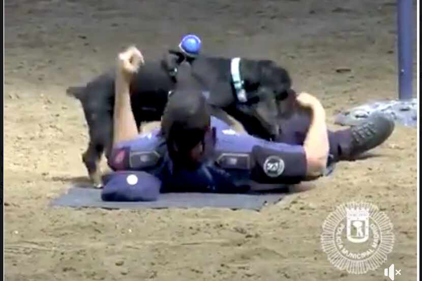 El perro brinca sobre el pecho del agente y toma una pausa para colocar su oreja en el...