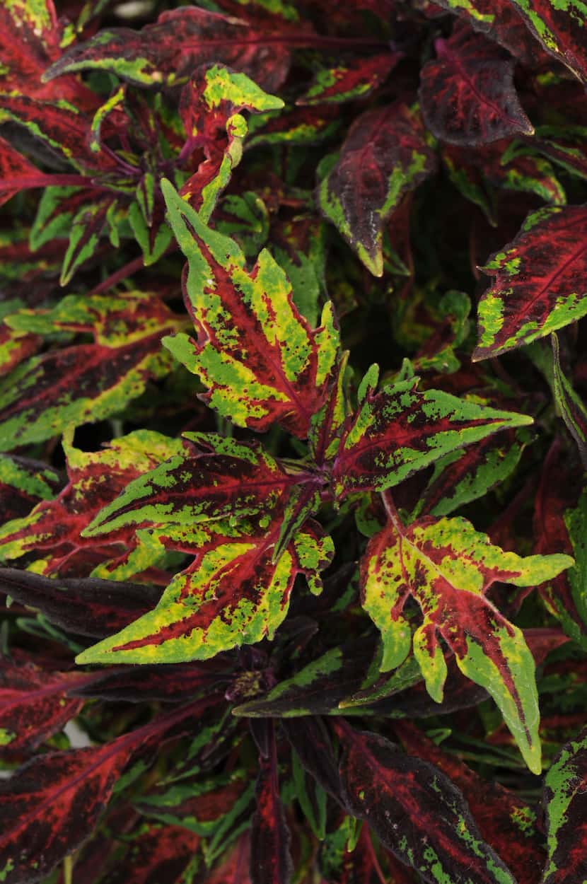 Coleus Marquee Red Carpet from Ball Horticultural.