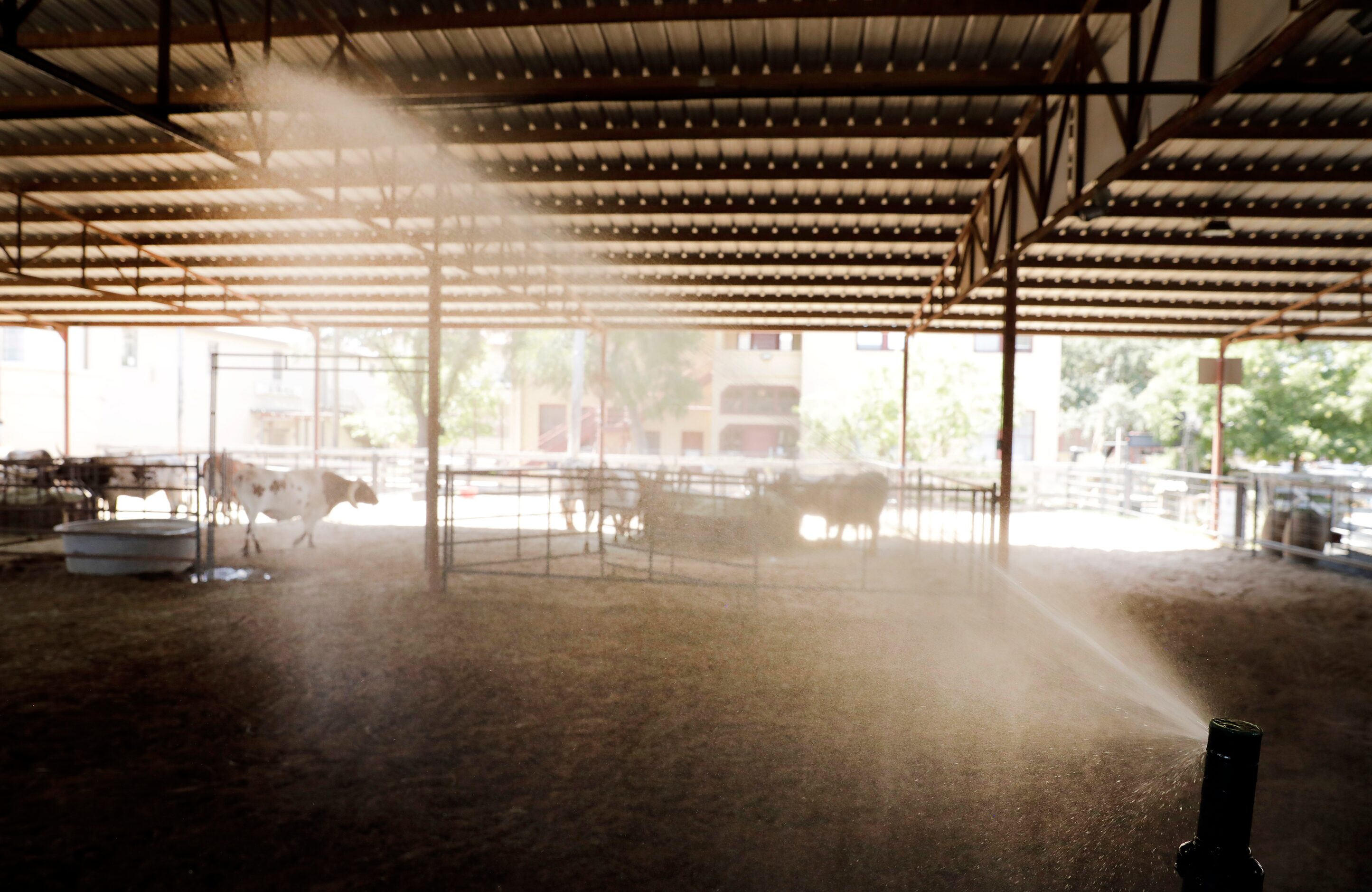 A lawn sprinkler sprays water on the dirt to keep down the dust as longhorns from the Fort...