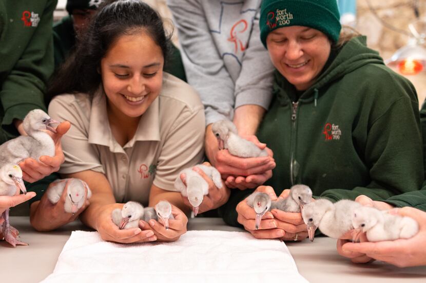 Fort Worth Zoo staff hold the new lesser flamingo chicks. The zoo is celebrating the...