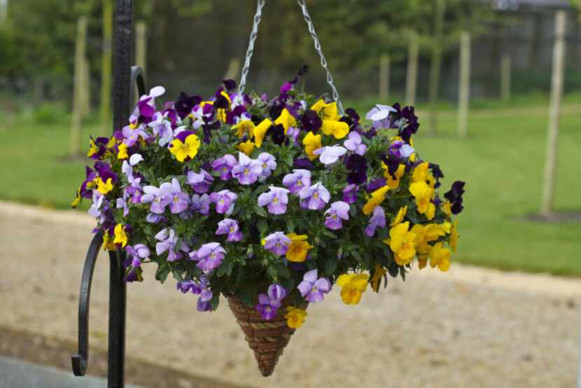 New  'Freefall' pansies in mixed and single colors are a cool-season option for hanging...