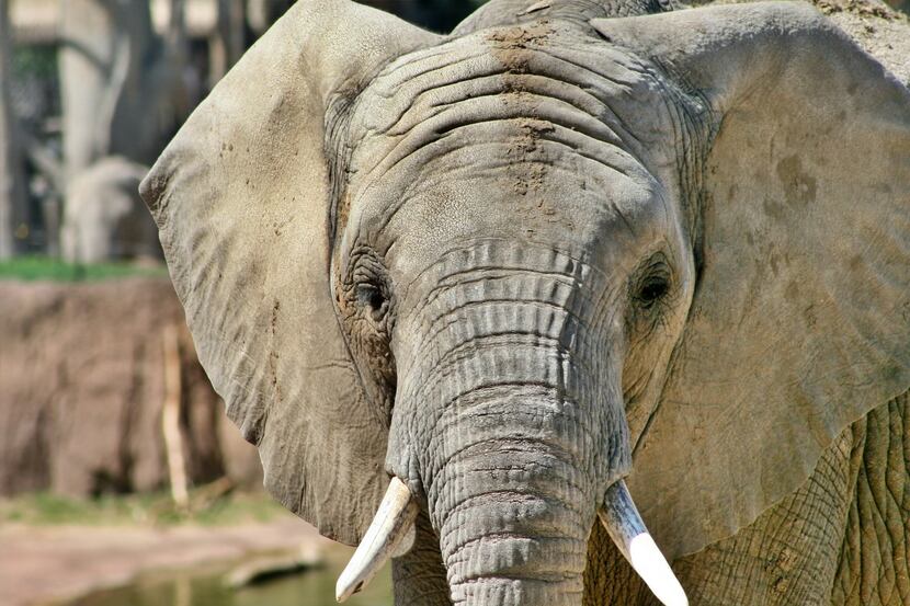 Ajabu, a 7-year-old African elephant, died at the Dallas Zoo on Monday.