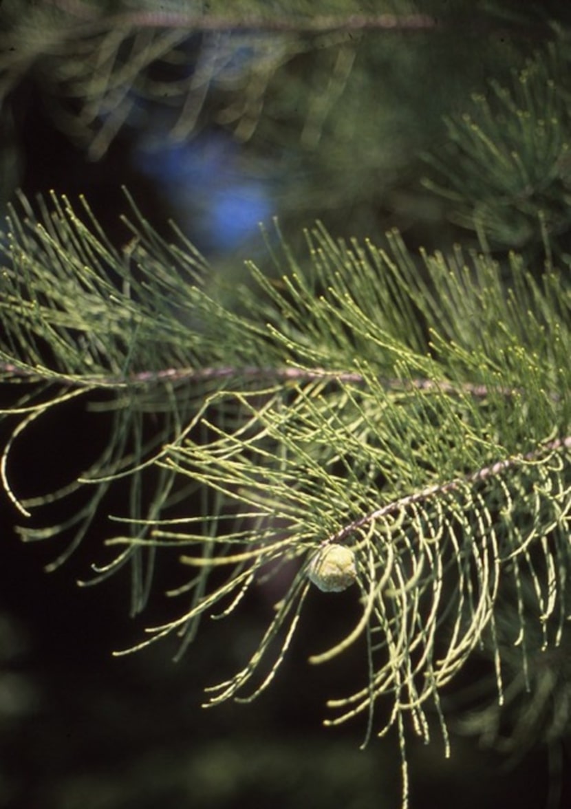 Pond cypress (Taxodium ascendens) is a species of bald cypress.