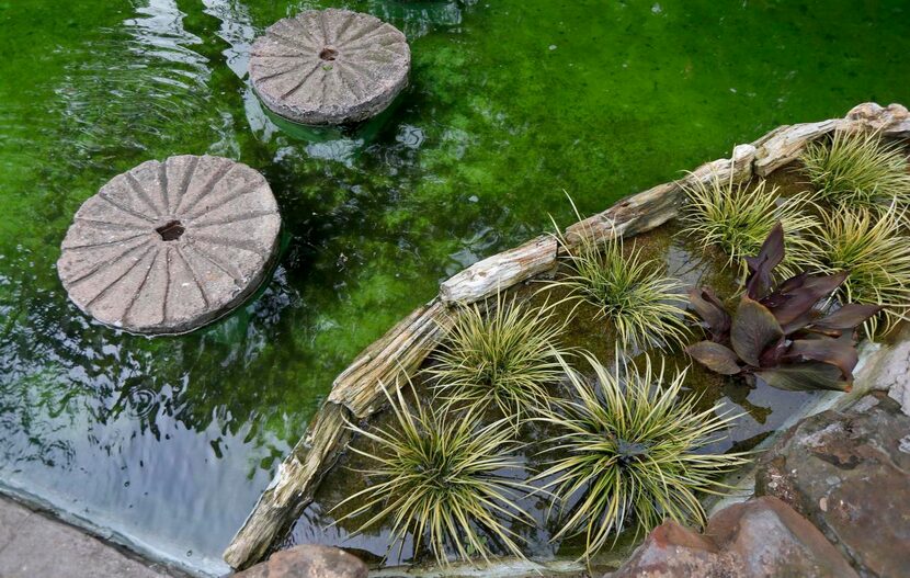 
The stepping stones across a small pond look like lily pads.
