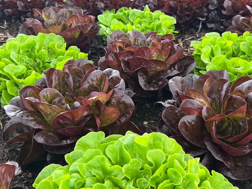 Lettuce heads sprout from the ground.