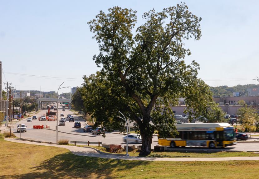 The 175-year-old West Dallas Gateway Pecan Tree, which is located on Beckley Avenue just...