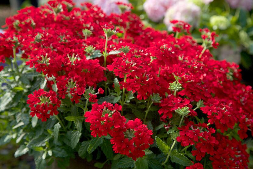 EnduraScape  Red  Verbena from Southern Living Plant Collection. 