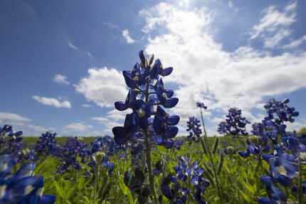 Bluebonnets bloom off Interstate 37 in Corpus Christi in this 2015 photo. Wildflowers have...