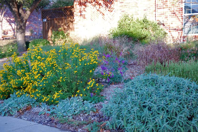native plants with yellow blooms