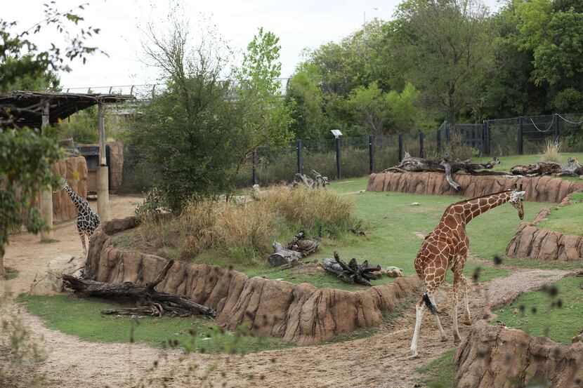 Two of the giraffes at the Dallas Zoo take a lap around their mixed habitat on October 16,...