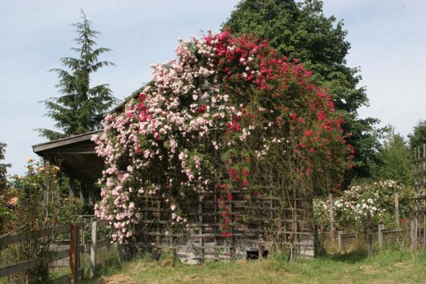 
A cabin on Anne Belovich’s property in Washington state is blanketed with ‘Crimson Shower’...