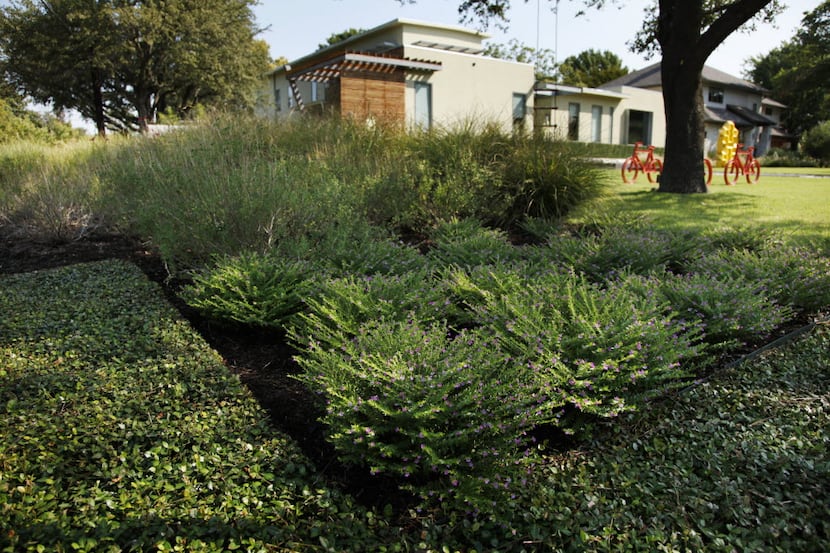 Ground cover of Asian jasmine around Mexican Heather and ornamental grasses in the front of...