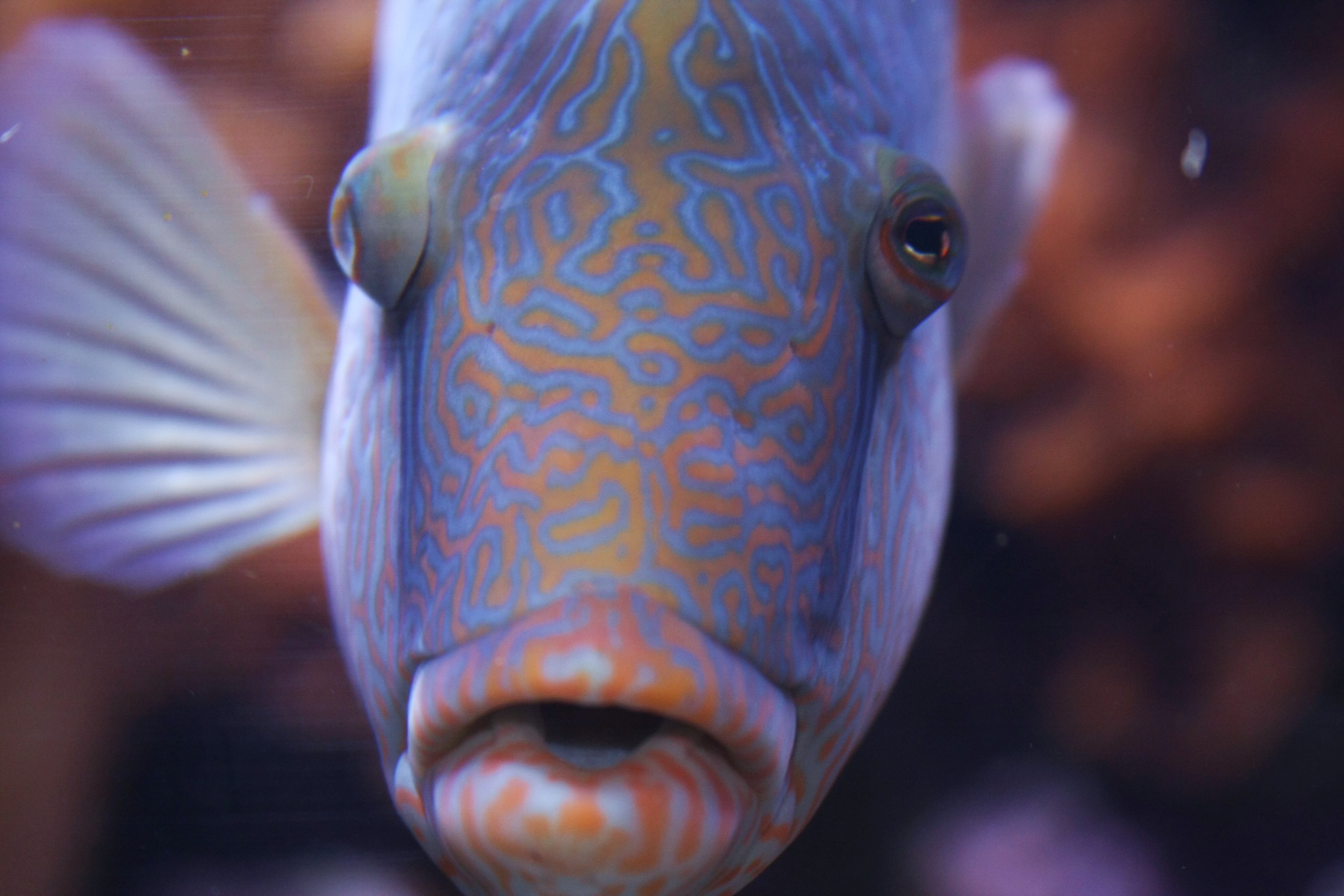 "Big Fish" by Aimee Wilson taken at the Dallas World Aquarium. 