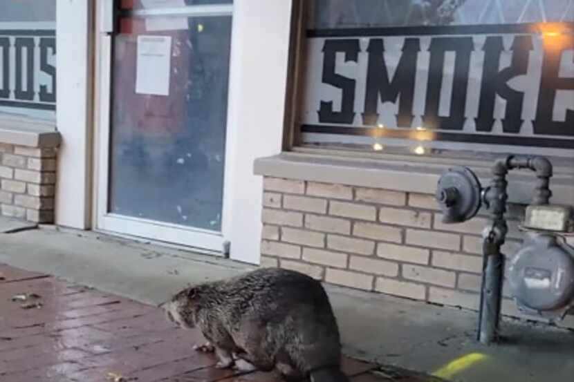 A beaver was spotted walking through the arts district in downtown Plano after heavy rain...