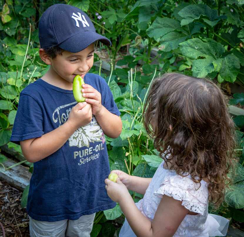 Pre-K students at Temple Emanu-El bite into banana peppers.