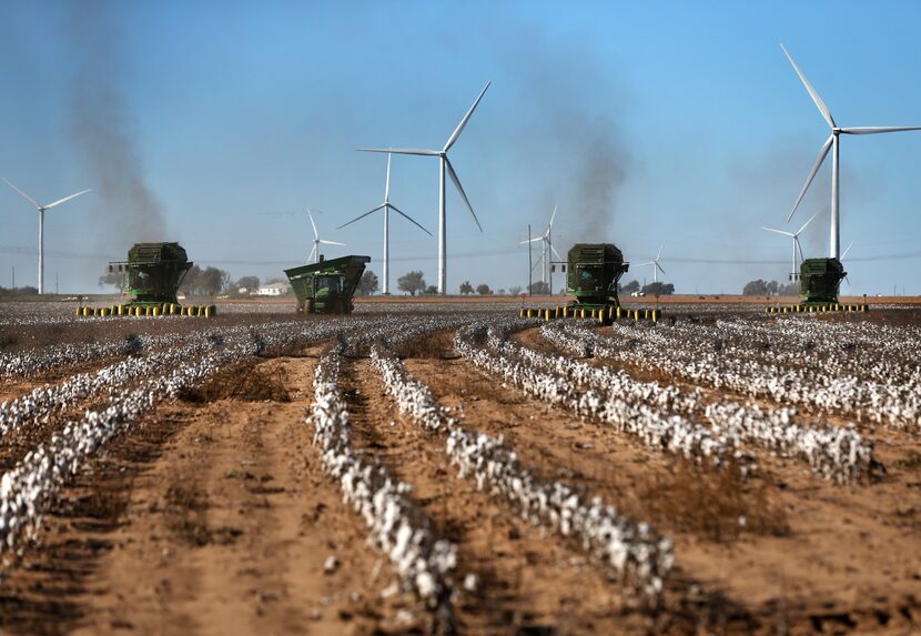 Cotton harvesters pick bolls from lines of cotton on Matt Farmer's farm in Lynn County south...