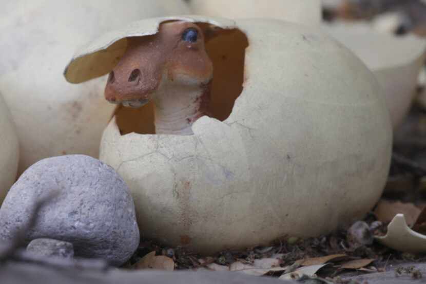A baby animatronic Edmontosaurus  peeks out of its egg at the new exhibit, which is free...