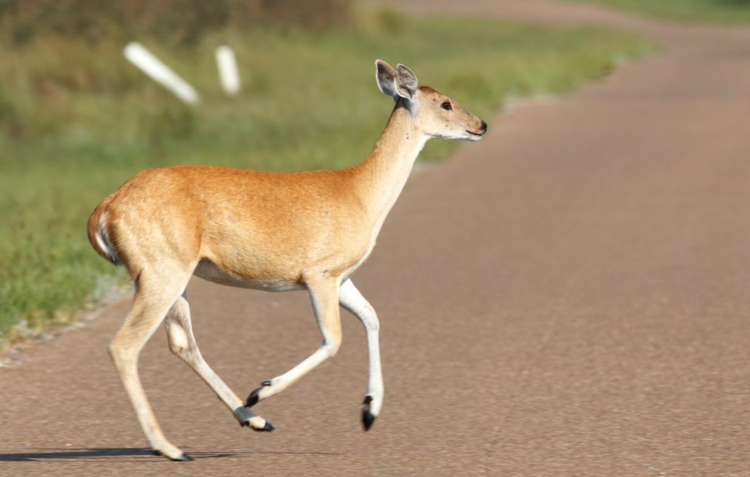 A White-tailed deer runs across the road at the Aransas National Wildlife Refuge in...