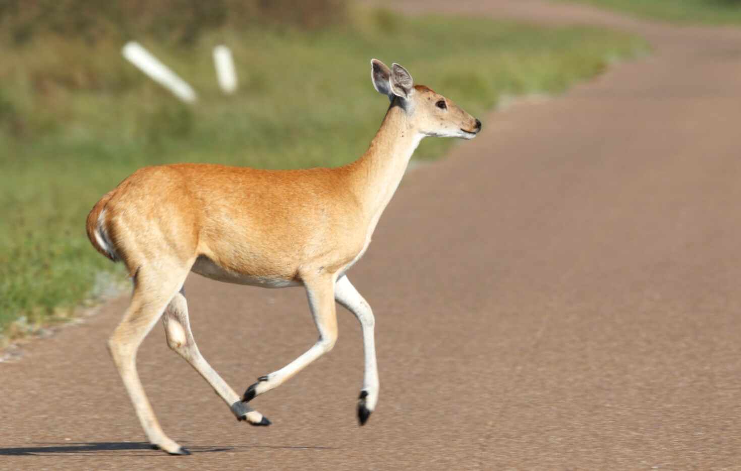 A White-tailed deer runs across the road at the Aransas National Wildlife Refuge in...