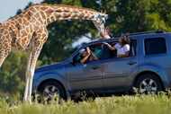 In this file photo, a giraffe leans toward a vehicle for a handful of feed from visitors at...