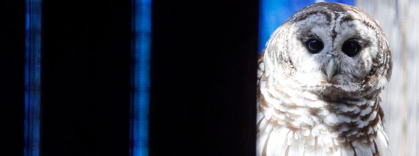 
Beaker, a barred owl, peers around a corner in the rehabilitation center at the Blackland...