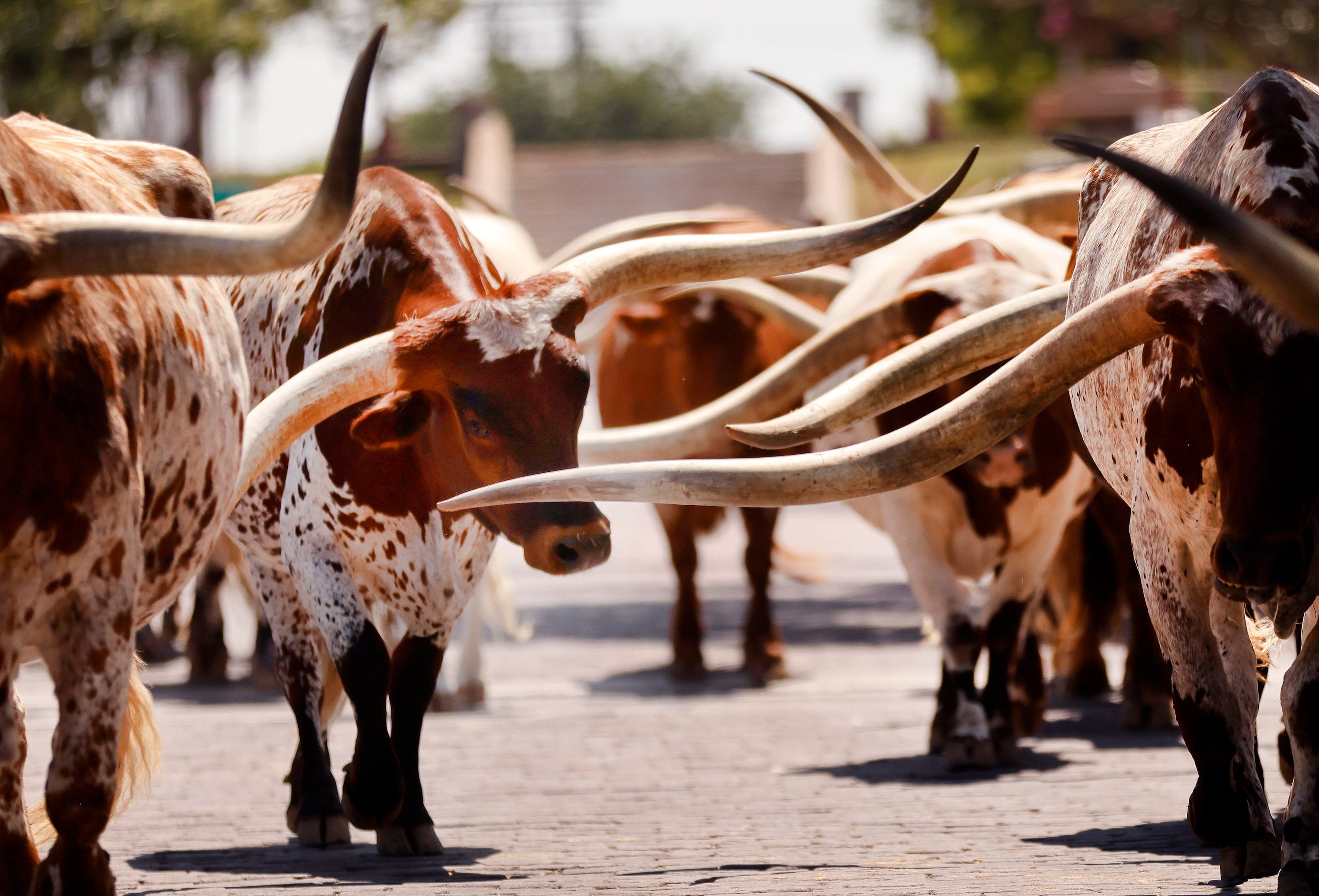 Longhorns from the Fort Worth Herd stroll down Exchange Ave in the historic stockyards,...