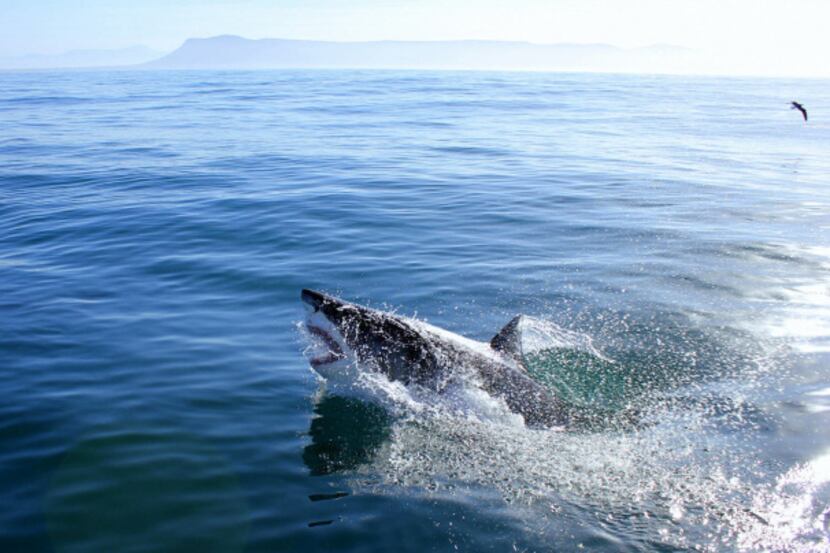 A flying great white shark near Gaansbai, South Africa. The coastal waters of western South...