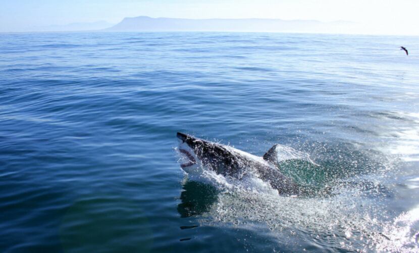A flying great white shark near Gaansbai, South Africa. The coastal waters of western South...