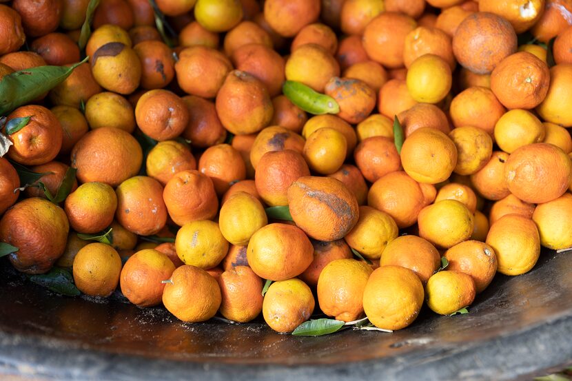 Oranges are harvested at one of the Peace River Packing Co.'s groves on Feb. 1, 2022, in...