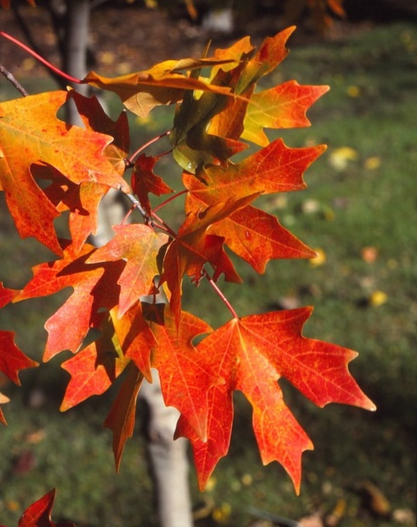 Bigtooth maple tree (Acer grandidentatum) 