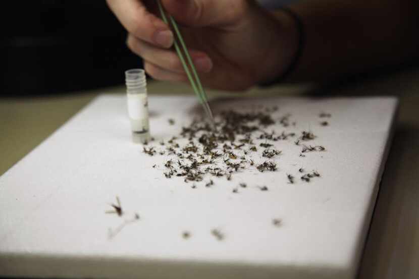 Christy Roberts, de los servicio de salud pública del condado de Harris, examina mosquitos...