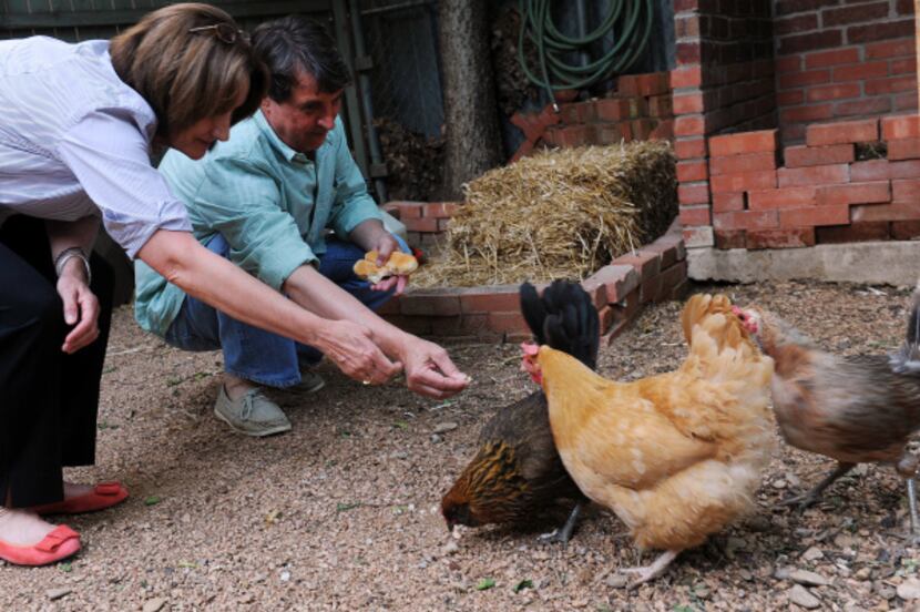 Lisa Domiteaux and her husband Mark feed their flock of chickens which they house in their...