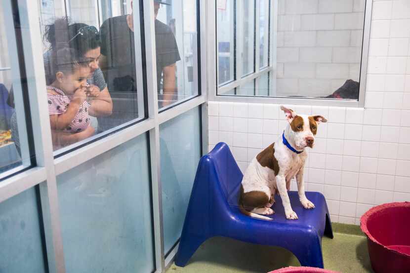 La adopción de mascotas continuará en Irving pero en horarios de atención reducidos, anunció...