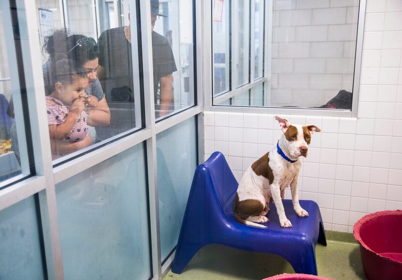 Kallie Guerrero, 3, Rebecca Lopez and Richard Lopez visited Dallas Animal Services last...