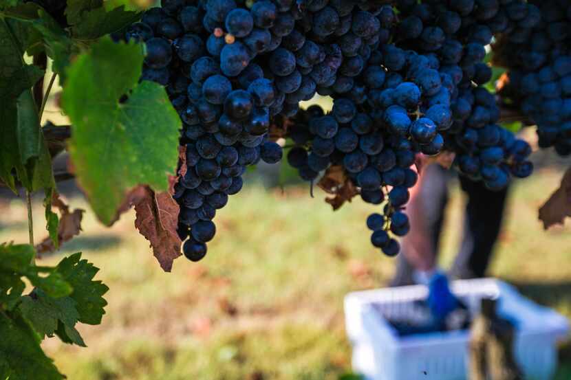 Tempranillo grapes ready for harvest at the Eden Hill Vineyards in Celina.