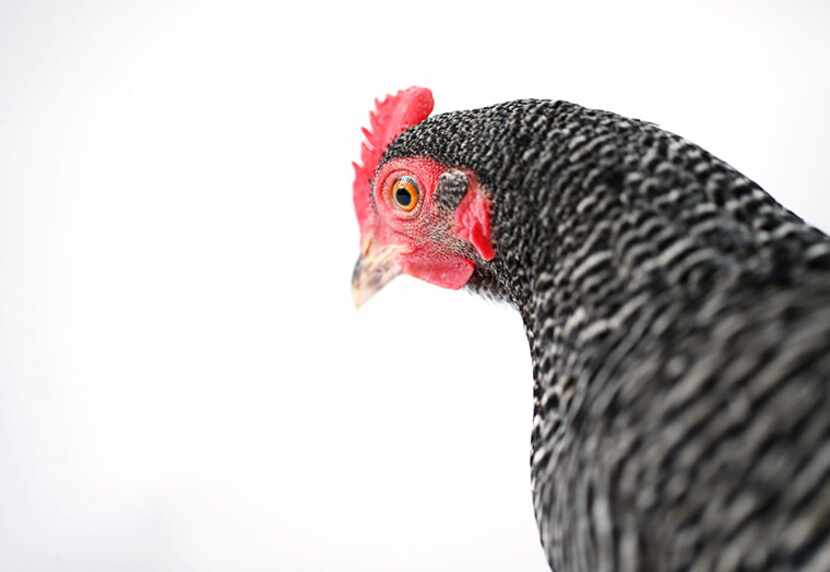  A chicken named "Sarge" stands for a portrait while eating mealworms on a white background...