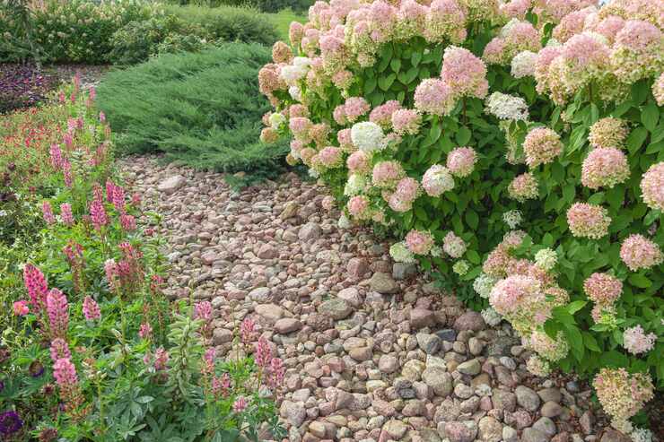 Garden path with hydrangea paniculata and other plants, with rocks in between