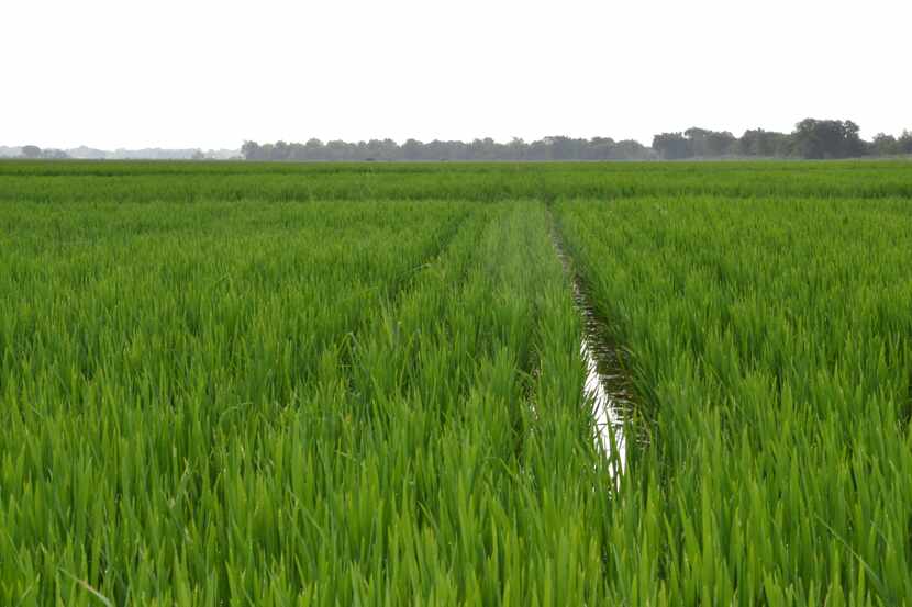A rice field in southeast Texas. (Courtesy of Texas A&M AgriLife Communications.)
