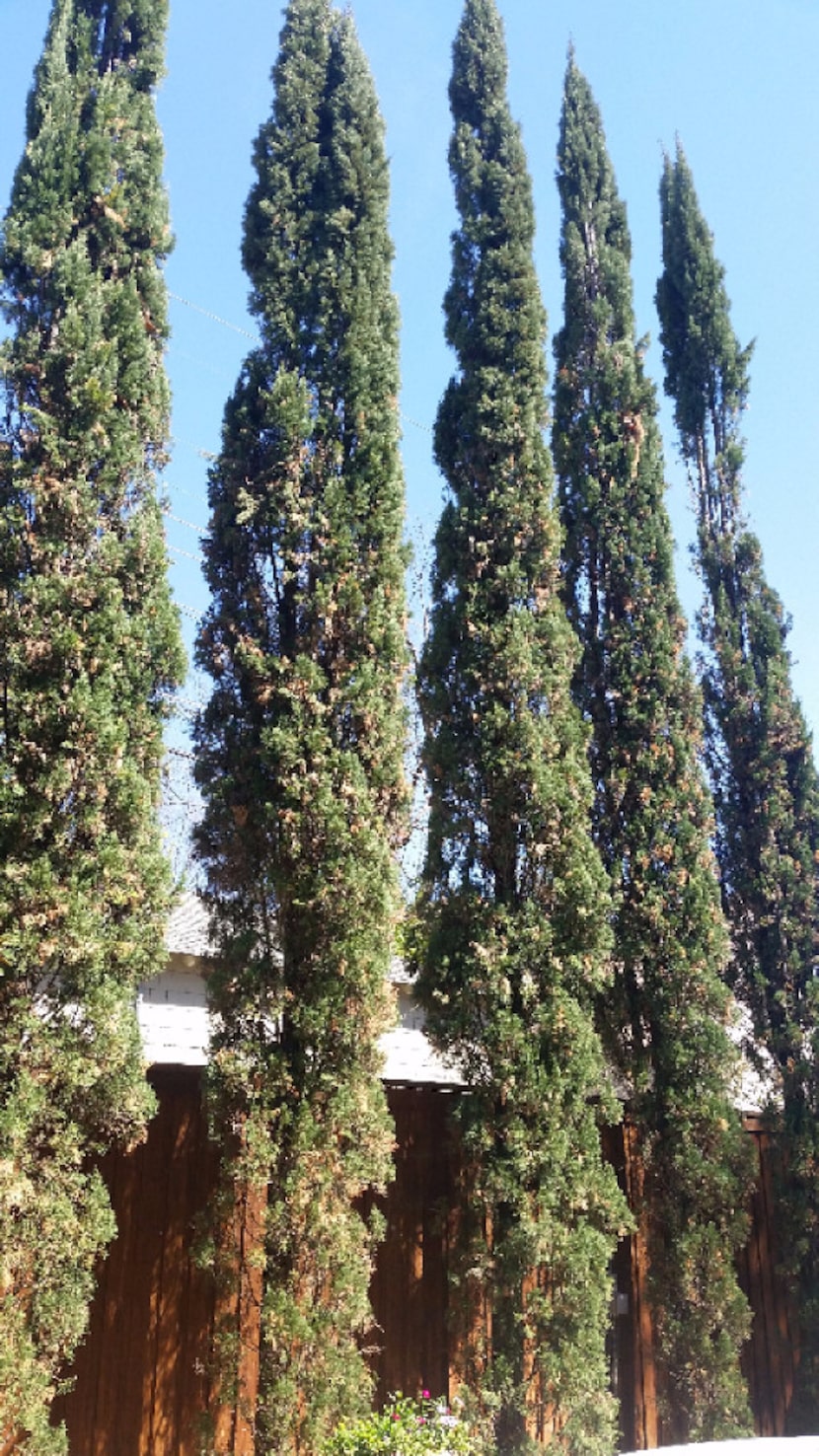 Cypress trees can't handle the extreme weather patterns in North Texas.