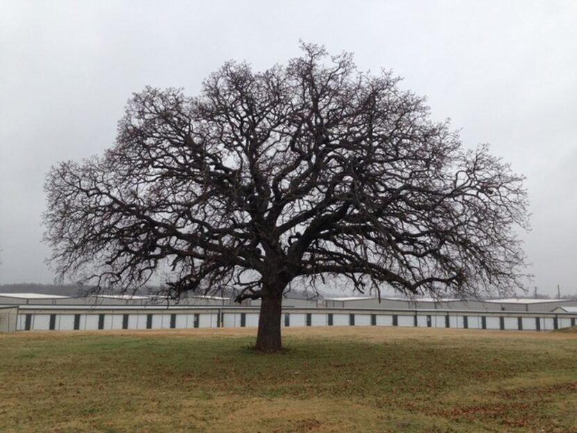 Few trees, especially shade trees, need major pruning every year.