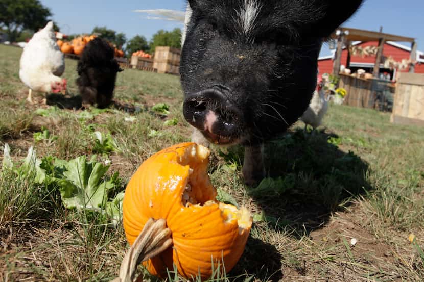 Pumpkins can be repurposed for pig snacks, but donated pumpkins cannot be carved. Whole...