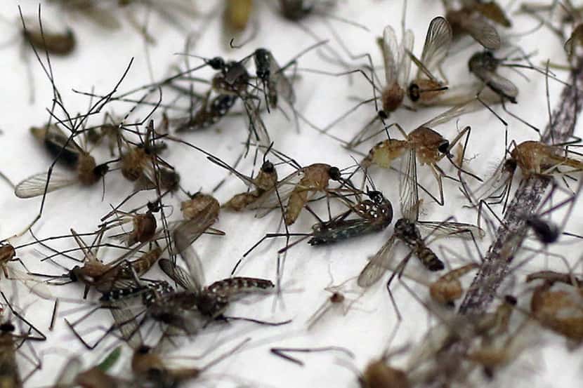  Mosquitoes capable of carrying West Nile virus. (DMN/Photo)