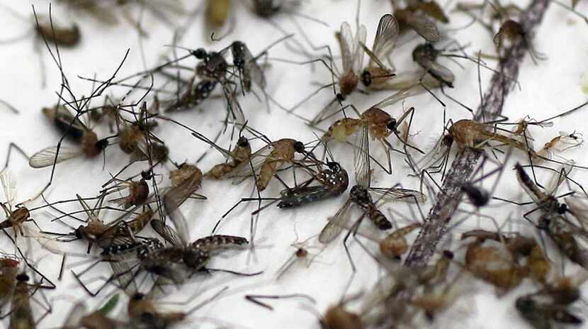  Mosquitoes capable of carrying West Nile virus. (DMN/Photo)