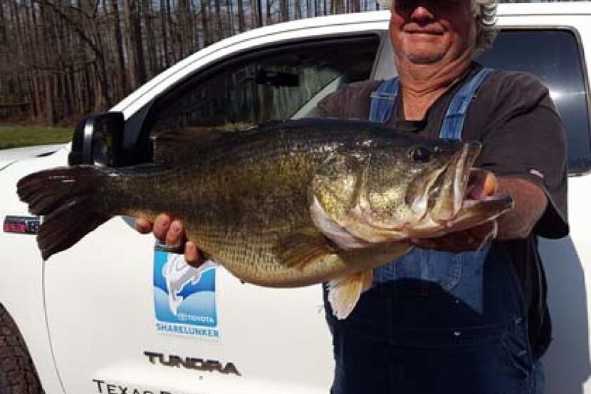 Ronnie Arnold caught this 15.7-pound largemouth bass at Caddo Lake. It is the second Caddo...