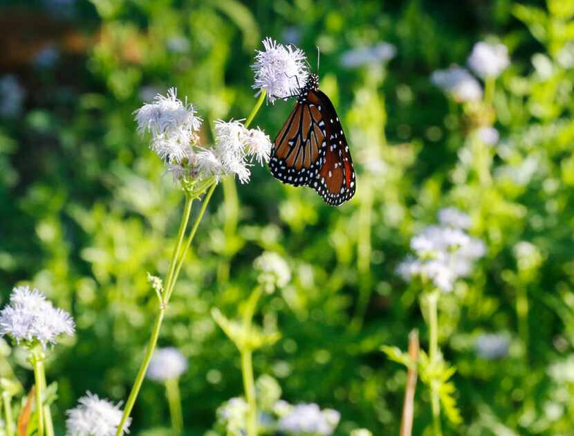 Gregg's blue mistflower will be available at the Texas Discovery Gardens sale.