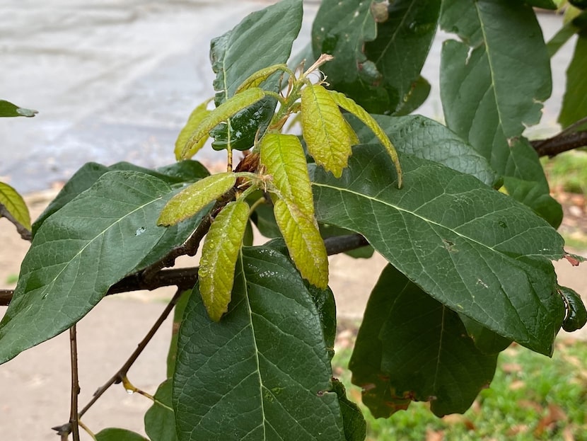 Mexican white oak tree is showing old and new leaves together.