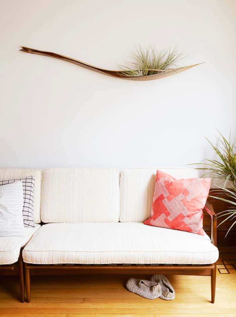
Tillandsias are affixed to a piece of wood with nontoxic, waterproof glue. You can spray or...